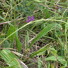Wild onion