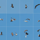 Common Buzzard