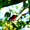 Vermilion flycatcher