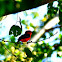 Vermilion flycatcher