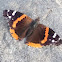 Red Admiral