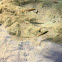 uncertain fish