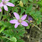 Mauve flowers (tiny)