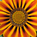 Gazania flower