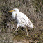 Cattle Egret; Garcilla Beyera