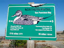 Northern Pintail Fly Route