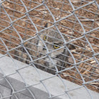 Great horned owl