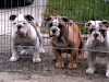 Cachorras Bulldog Ingles Con Pedigri Excelente 