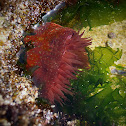 Strawberry Anemone