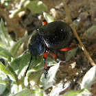Dung beetle?