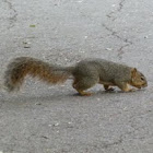 Squirrel 