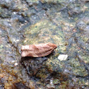 Garden Tortrix Moth