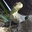 Eastern water dragon