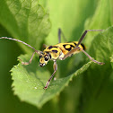 竹虎天牛 Chlorophorus annularis