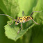 竹虎天牛 Chlorophorus annularis