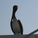 Brown Pelican