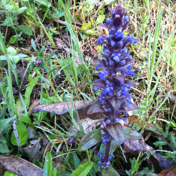 Spotting Image 1