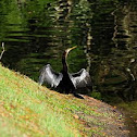 Anhinga