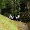 Anhinga