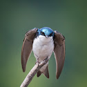 Tree Swallow