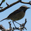 Stonechat; Tarabilla Común