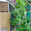 Grape Vine