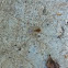 harvestman