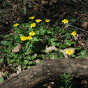 Lesser Celandine