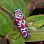 Leafhopper / Saltahojas