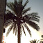 date palm