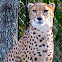 Cheetah