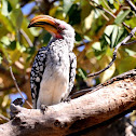 Southern Yellow-billed Hornbill