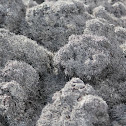 Stereocaulon vulcani