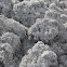 Stereocaulon vulcani