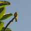 Saffron Finch