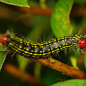 azalea caterpillar