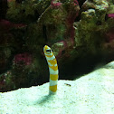 Splendid garden eel