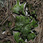 Dog lichen