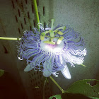 Passion flower