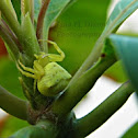 Yellow Crab Spider