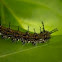 Caterpillar stage of the Brown Clipper