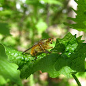 Golden Dung Fly