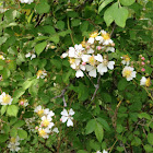 Blackberry