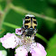 Bee beetle
