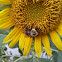 Bumblebee