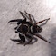 Araña saltarina (macho). Adanson's House Jumper