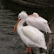 Great White Pelican