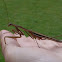Purple Winged Mantis