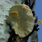 Cloud fungi?