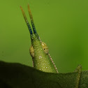 Slant-faced Grasshoppers